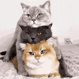 1 cat.gif