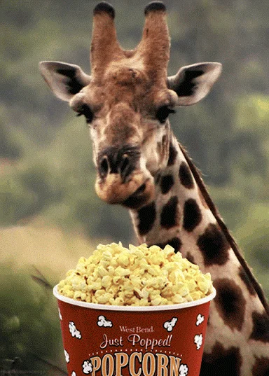 1486524603_giraffe-eating-popcorn.webp