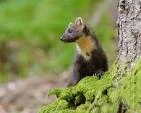 The pine marten is a predatory force to be reckoned with ...