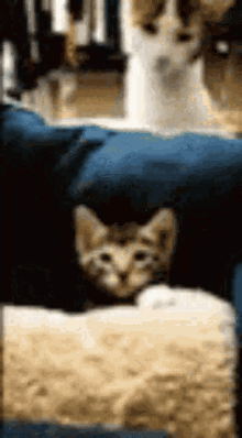 186FBBBE-47F8-4941-8826-A98D4CB1A8E7.gif
