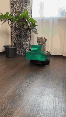 9мая-кот.gif