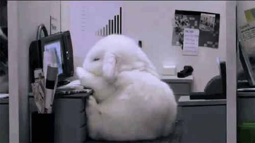 bunny.gif