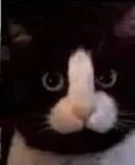 cat nob.webp