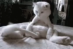 cats-funny-animals.gif
