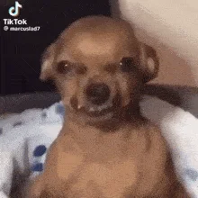 chihuahua-chihuahua-incomodo.webp
