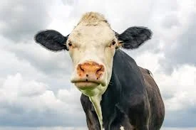cow.webp