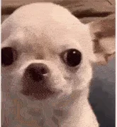 dog-smile.webp