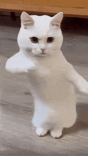 ezgif-3-9f552a946e.gif