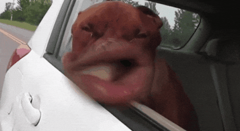 giphy (1).gif