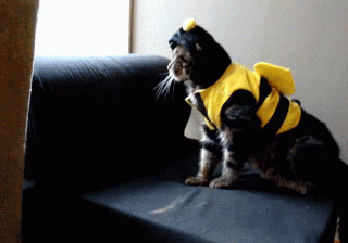giphy (2).gif