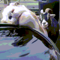 goat licky.gif