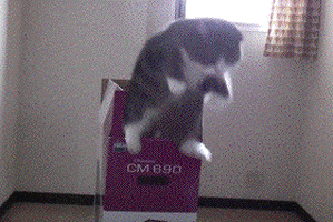 IMG_6664.gif