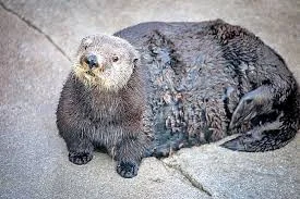 Otter.webp