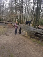 tree stump.webp